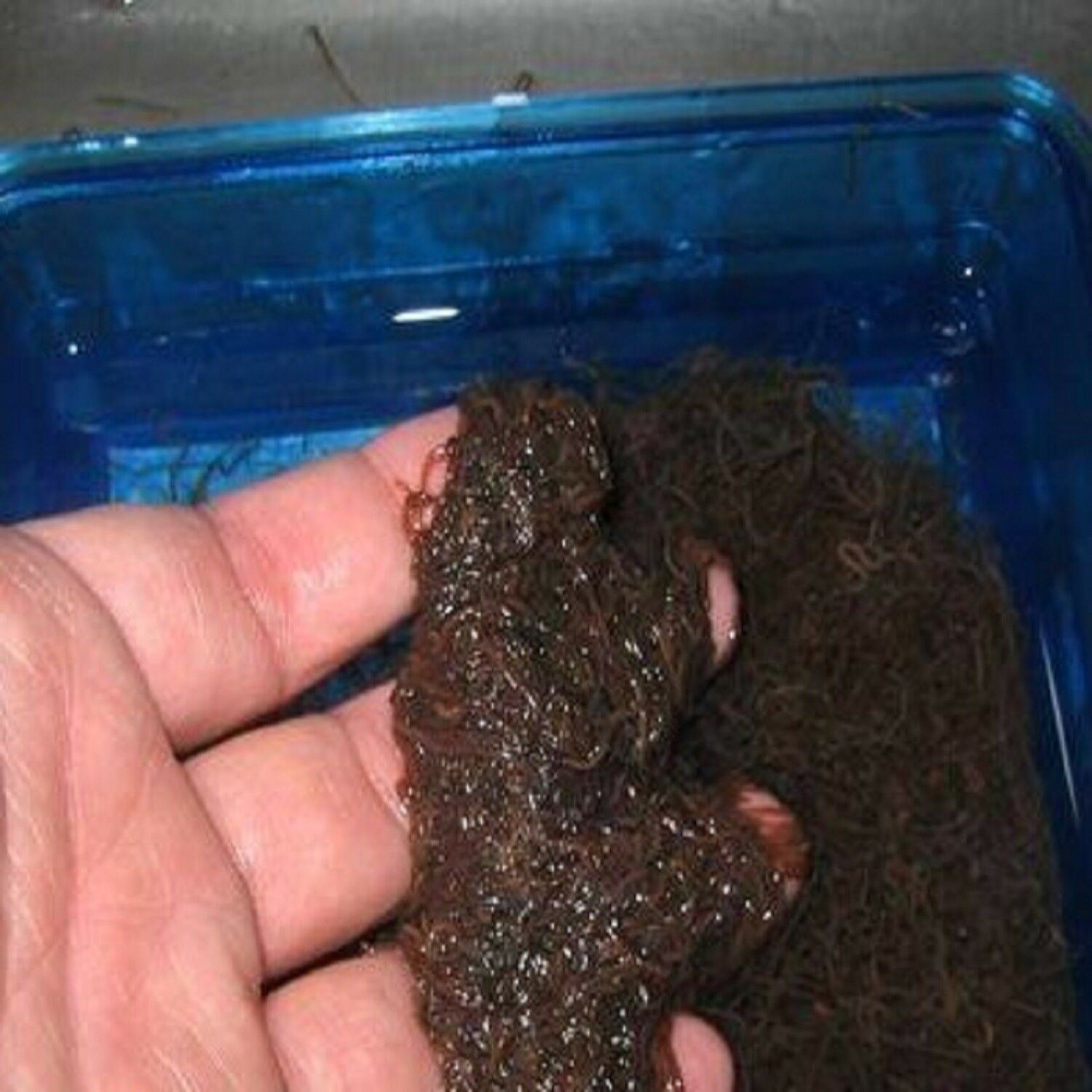 Blackworms, Freeze Dried Premium California Blackworms: Cubes